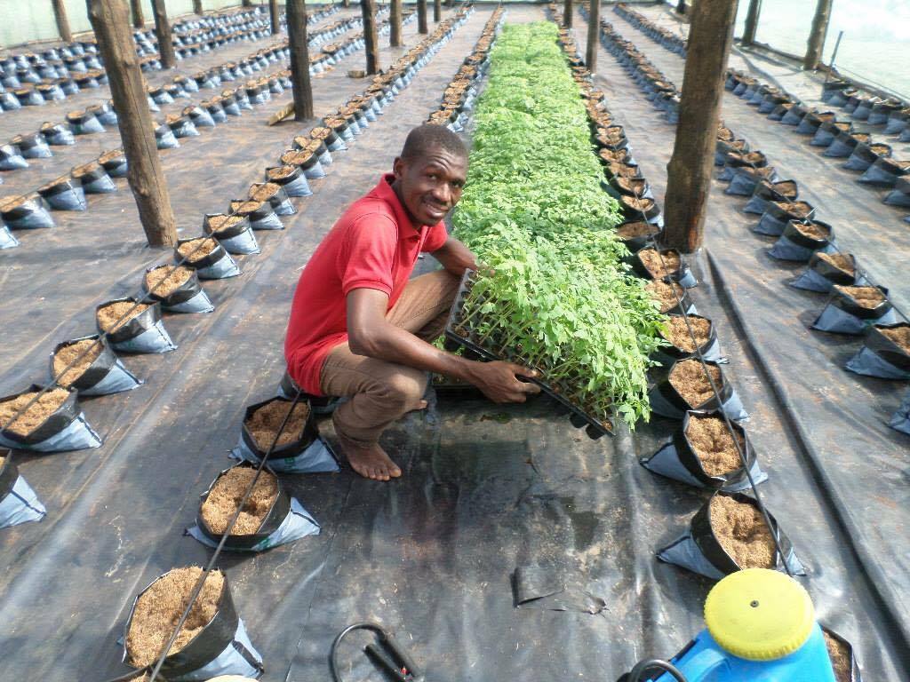 COCOSOL - Le leader de l'agriculture hors sol en Afrique
